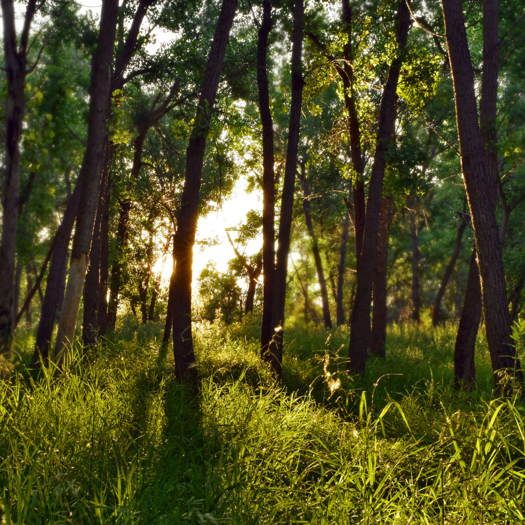 Notre engagement durable x Reforest’Action